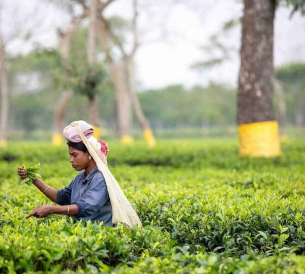 Assam Tea Garden